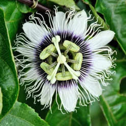 Fruit de la passion - Grenadille - Fruits exotiques chez vous