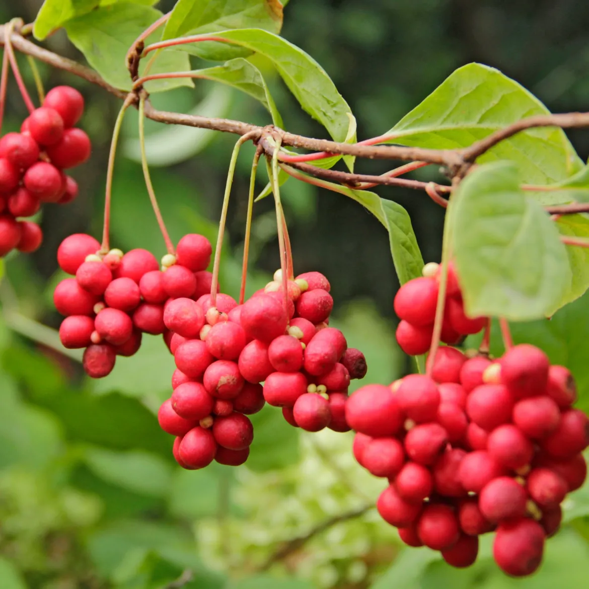 Fruit de la vitalité - La baie qui booste l'énergie