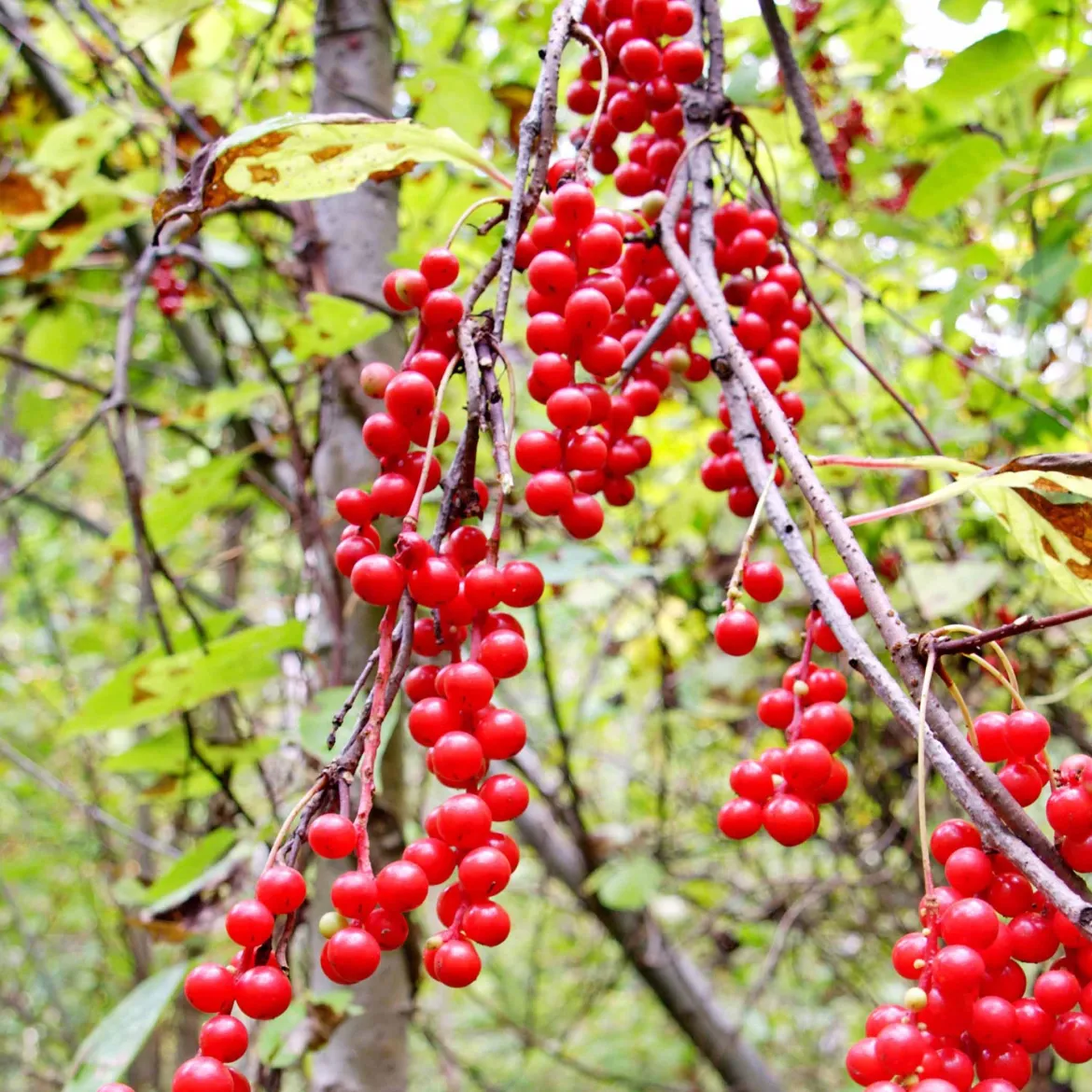 Fruit de la vitalité - La baie qui booste l'énergie