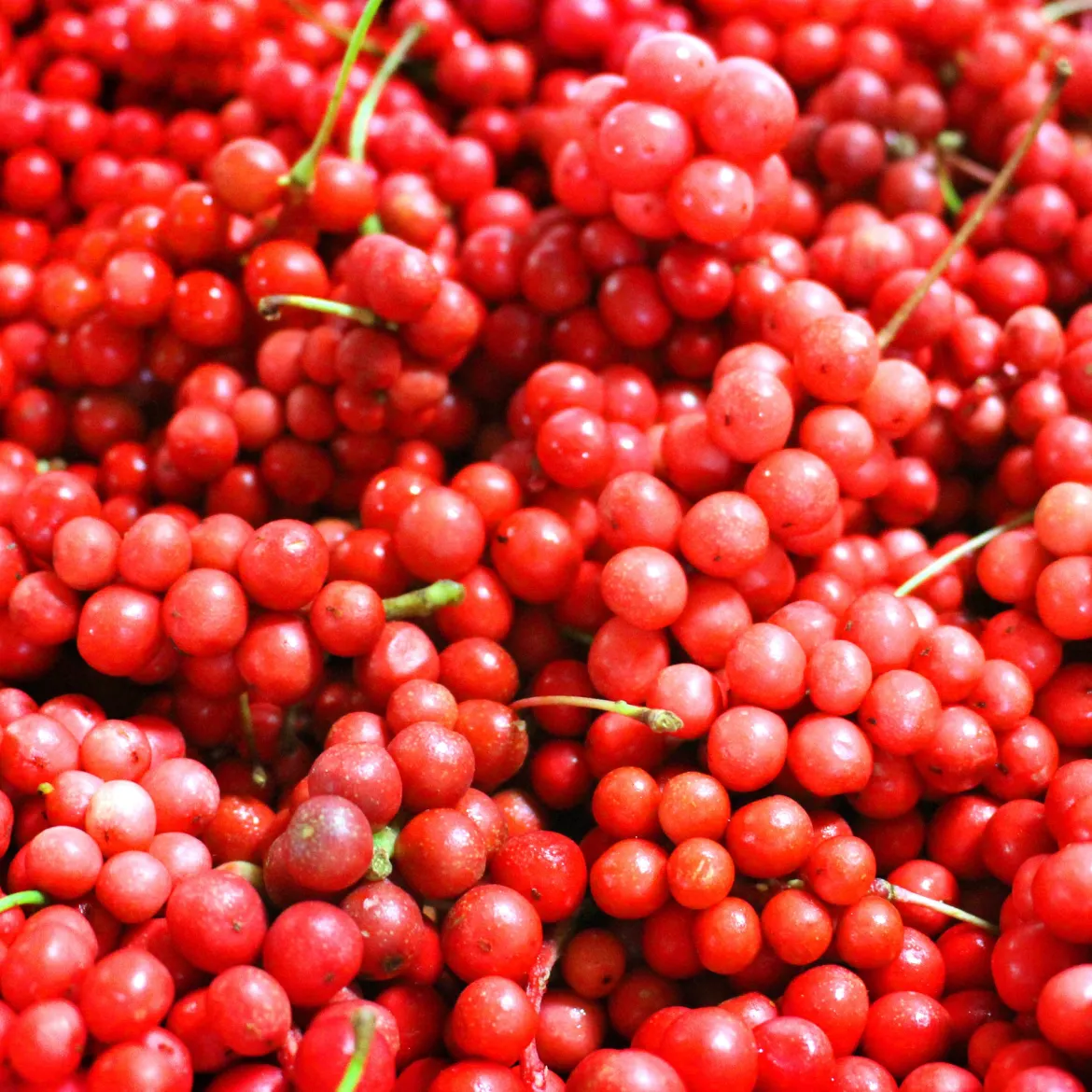 Fruit de la vitalité - La baie qui booste l'énergie