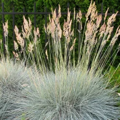 Fétuque bleue - Le bleu qui pétille au jardin