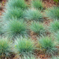 Fétuque bleue - Le bleu qui pétille au jardin