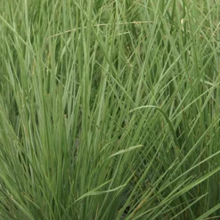 Fétuque mairei - L'herbe qui ne craint rien
