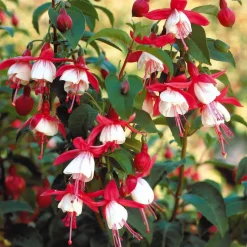 Fuchsia Mme Cornelissen - Des clochettes tout l'été