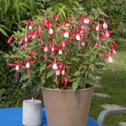 Fuchsia Mme Cornelissen - Des clochettes tout l'été