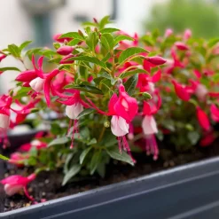 Fuchsia Mme Cornelissen - Des clochettes tout l'été