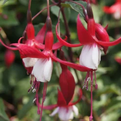 Fuchsia Mme Cornelissen - Des clochettes tout l'été