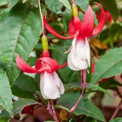 Fuchsia Mme Cornelissen - Des clochettes tout l'été