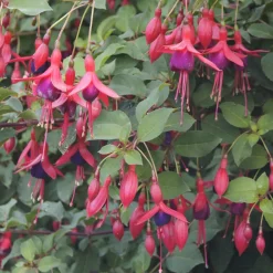 Fuchsia Mrs Popple - Des fleurs rouges tout l'été