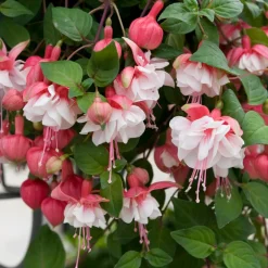 Fuchsia retombant Swingtime - Cascade de fleurs tout l'été