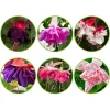 6 Fuchsias All in One en mélange - Cascades de fleurs tout l'été