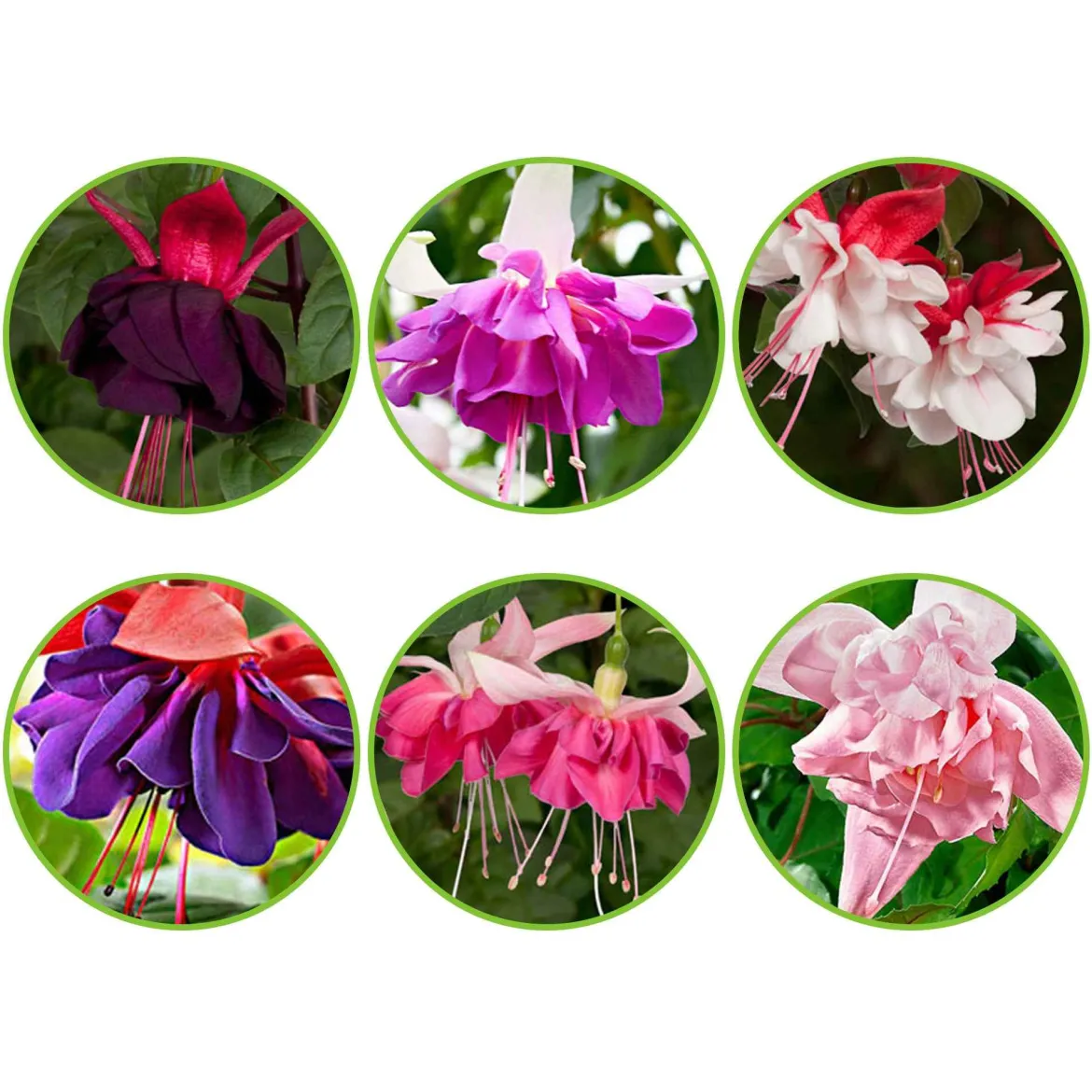 6 Fuchsias All in One en mélange - Cascades de fleurs tout l'été
