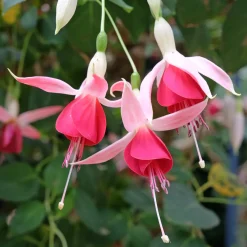 3 Fuchsias Celia Smedley - Une explosion de rouge tout l'été