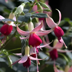 3 Fuchsias Celia Smedley - Une explosion de rouge tout l'été