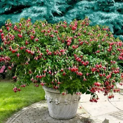 3 Fuchsias Celia Smedley - Une explosion de rouge tout l'été