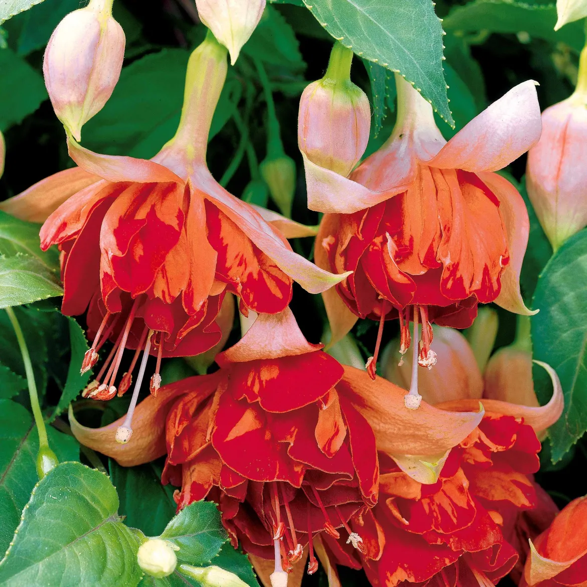 6 Fuchsias en mélange - Des fleurs pendantes tout l'été