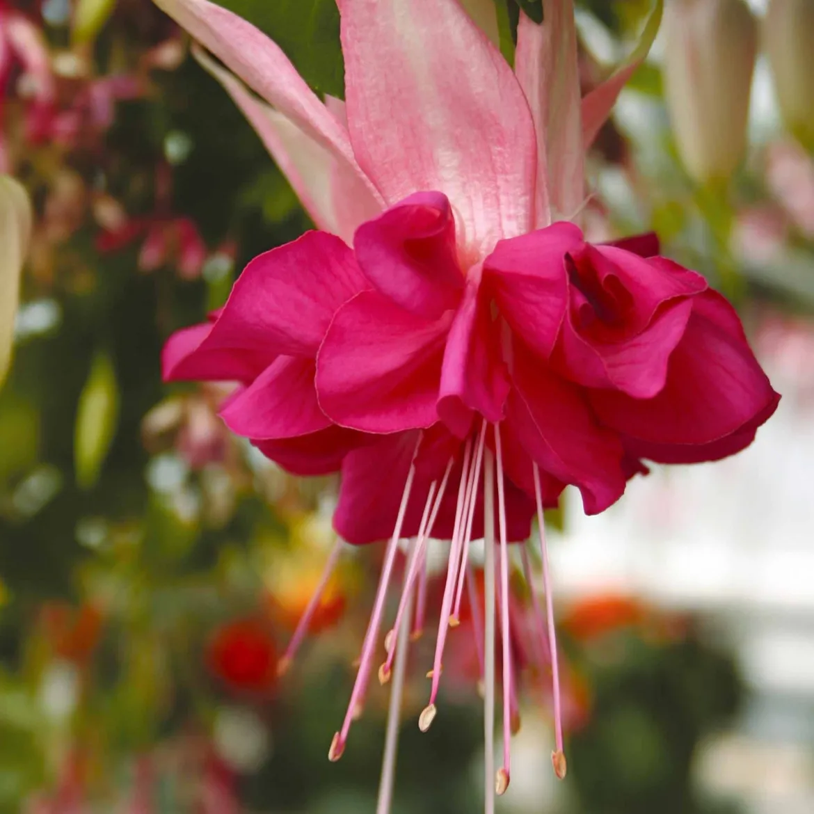 6 Fuchsias en mélange - Des fleurs pendantes tout l'été
