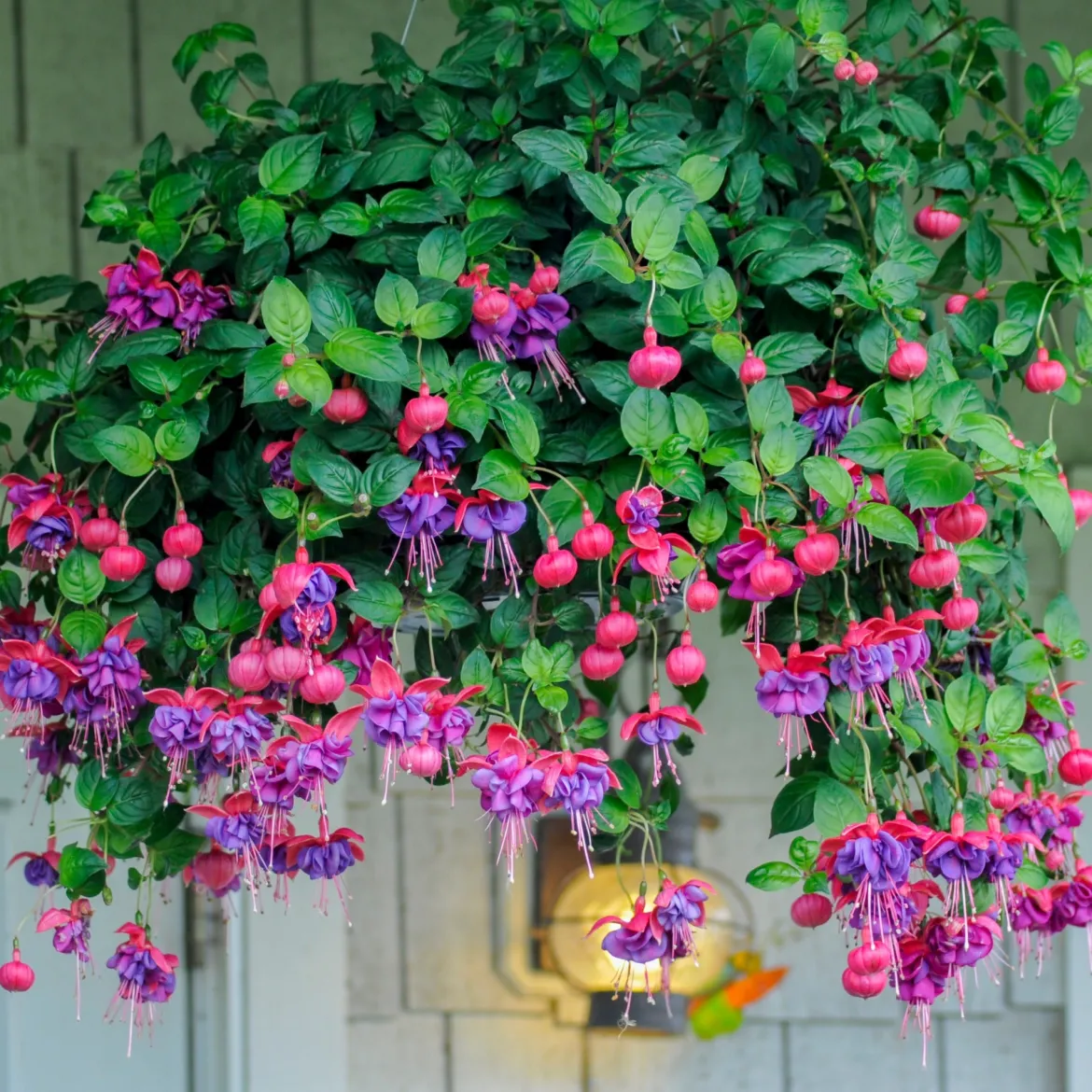 6 Fuchsias en mélange - Des fleurs pendantes tout l'été