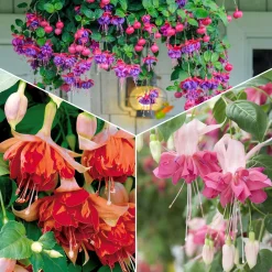 6 Fuchsias en mélange - Des fleurs pendantes tout l'été