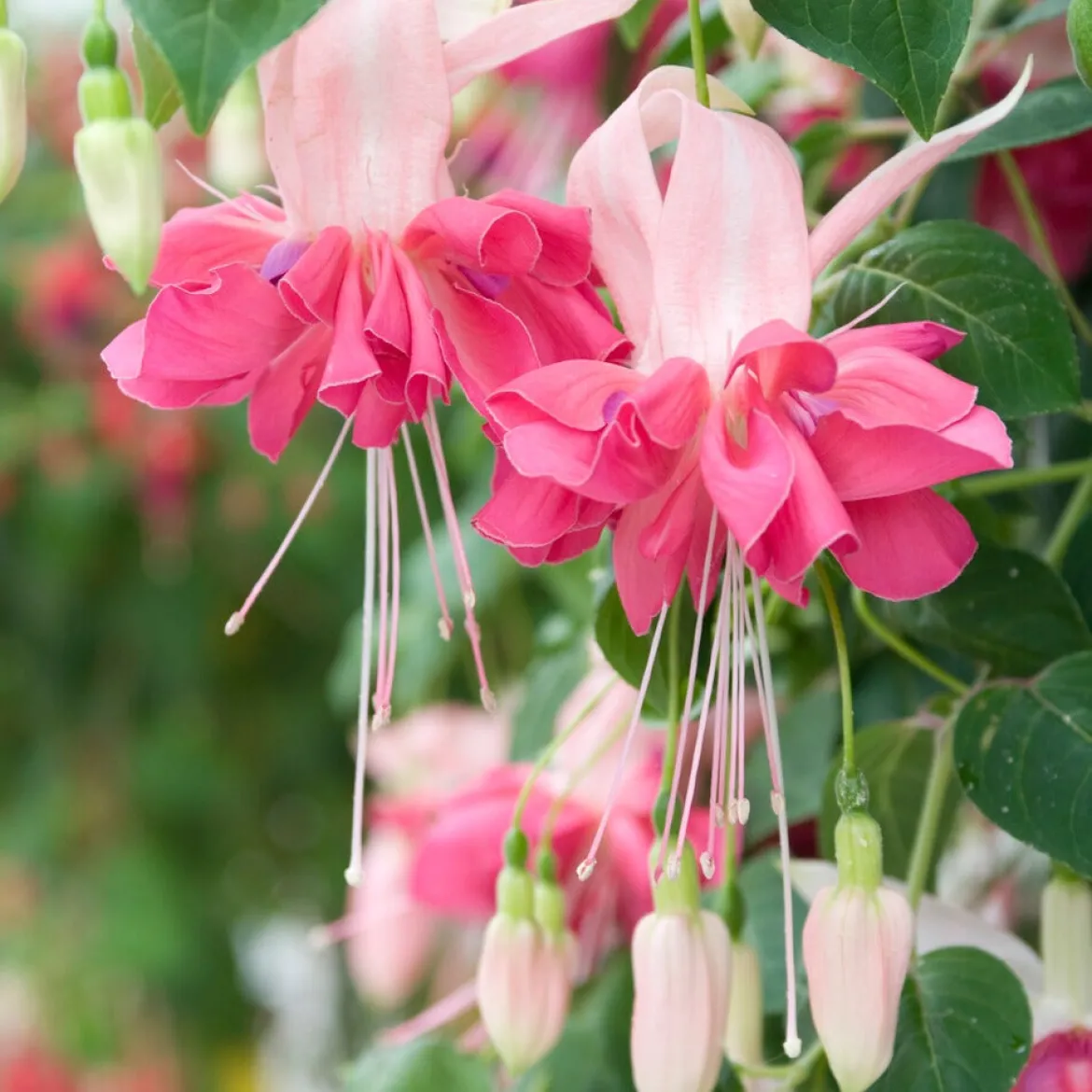 6 Fuchsias en mélange - Des fleurs pendantes tout l'été