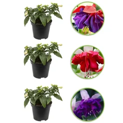 3 Fuchsias en mélange (Seventh Heaven, Voodoo, Royal Mosaic) - Cascades de fleurs tout l'été