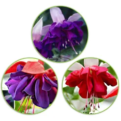 3 Fuchsias en mélange (Seventh Heaven, Voodoo, Royal Mosaic) - Cascades de fleurs tout l'été