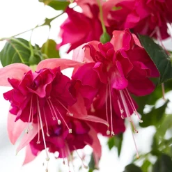 3 Fuchsias à fleurs géantes Bella Rosella - Cascade de fleurs géantes