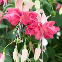 3 Fuchsias à fleurs géantes Bella Rosella - Cascade de fleurs géantes