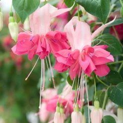 3 Fuchsias à fleurs géantes Bella Rosella - Cascade de fleurs géantes
