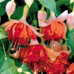 3 Fuchsias retombants Bicentennial - Suspensions fleuries tout l'été