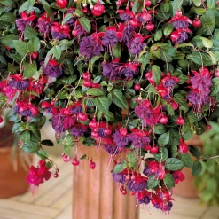 3 Fuchsias retombants Dark Eyes - La cascade fleurie sans effort