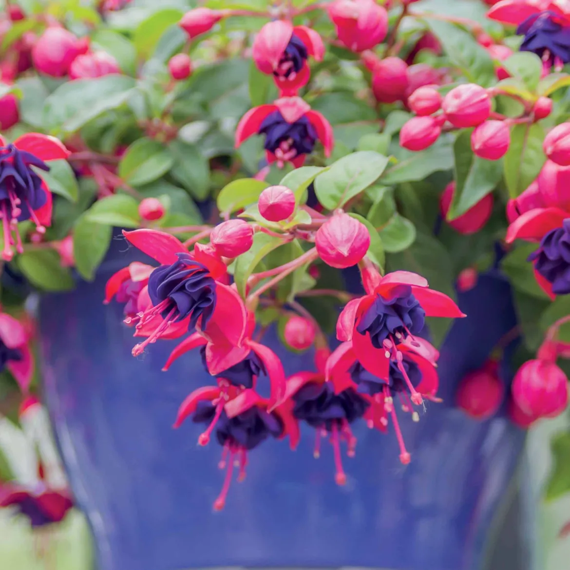 3 Fuchsias retombants Dark Eyes - La cascade fleurie sans effort