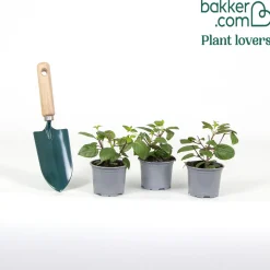 3 Fuchsias retombants Dark Eyes - La cascade fleurie sans effort