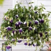 6 Fuchsias retombants en mélange - Cascade de fleurs tout l'été