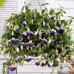 6 Fuchsias retombants en mélange - Cascade de fleurs tout l'été