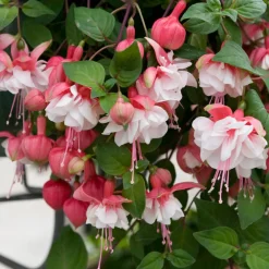 6 Fuchsias retombants en mélange - Cascade de fleurs tout l'été