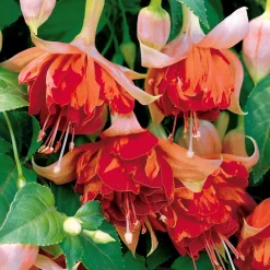 6 Fuchsias retombants en mélange - Cascade de fleurs tout l'été