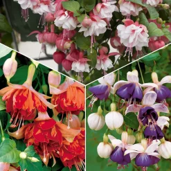 6 Fuchsias retombants en mélange - Cascade de fleurs tout l'été