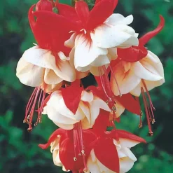 6 Fuchsias retombants en mélange - Cascade de fleurs tout l'été