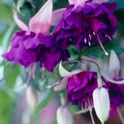 3 Fuchsias retombants Royal Mosaic - Cascade de fleurs bicolores