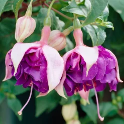 3 Fuchsias retombants Royal Mosaic - Cascade de fleurs bicolores