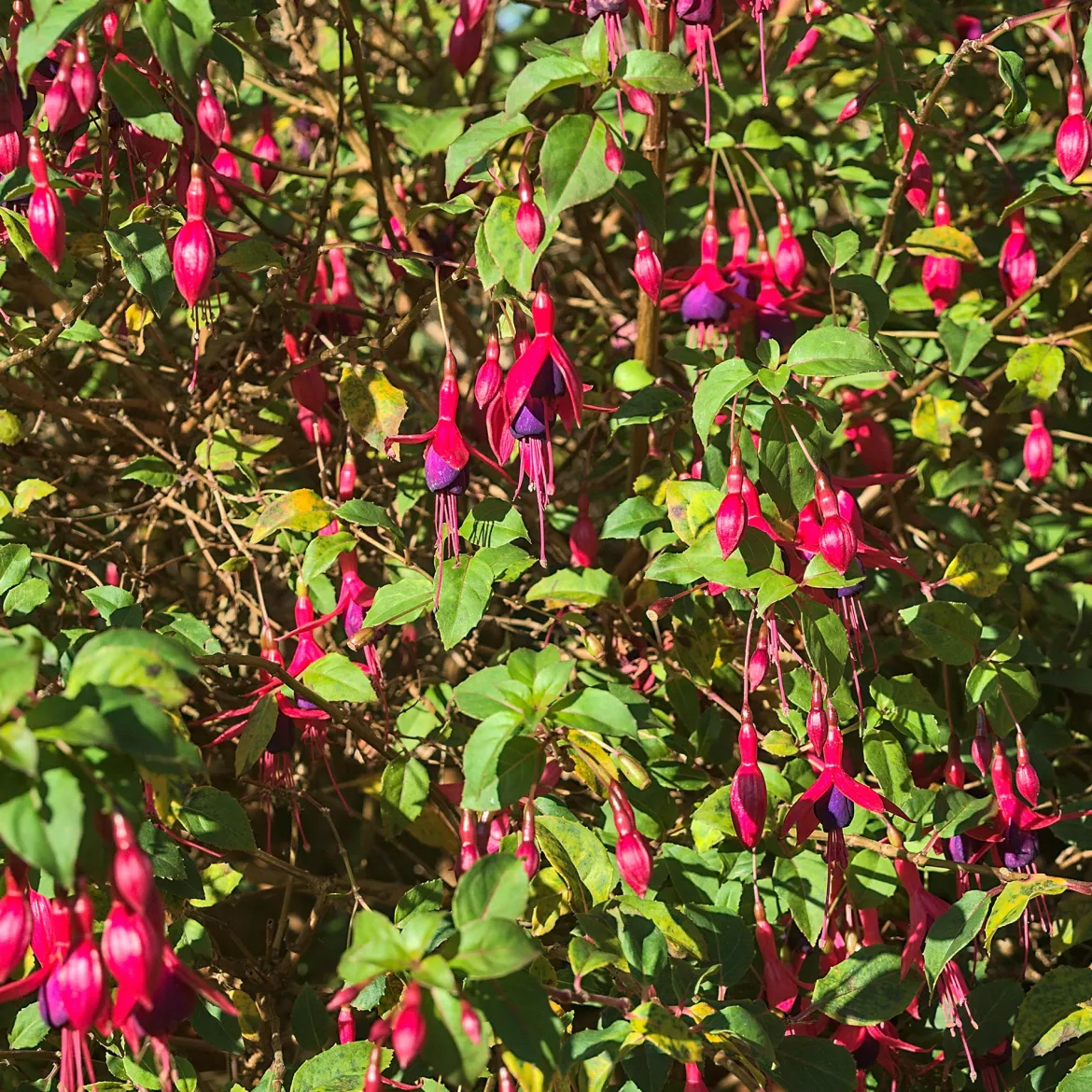 3 Fuchsias Riccartonii - Fleurs tout l'été sans effort