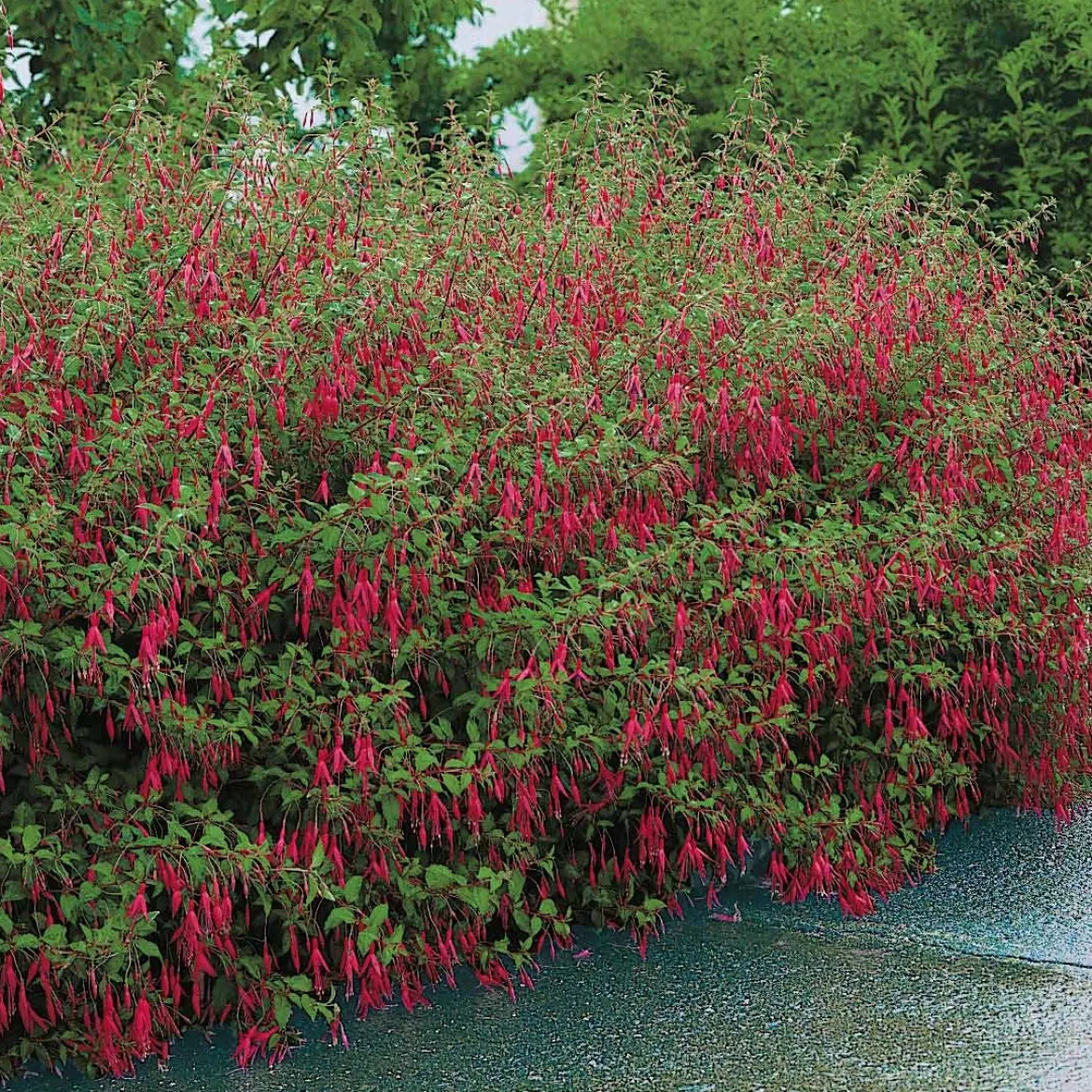 3 Fuchsias Riccartonii - Fleurs tout l'été sans effort