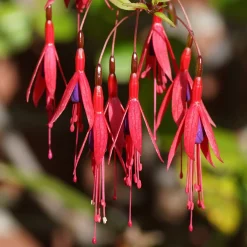 3 Fuchsias Riccartonii - Fleurs tout l'été sans effort