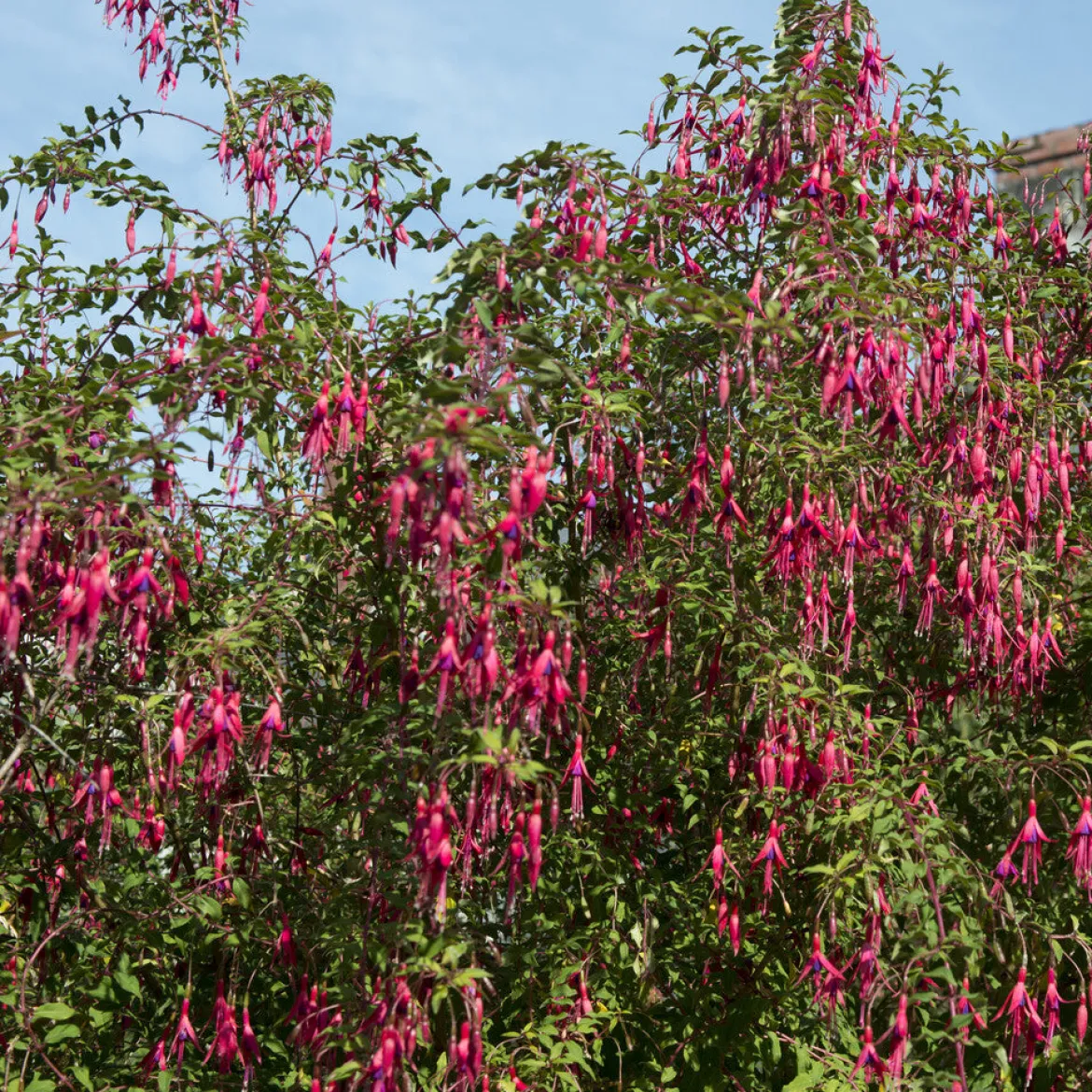 3 Fuchsias Riccartonii - Fleurs tout l'été sans effort