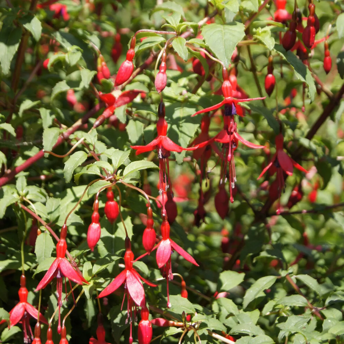 3 Fuchsias Riccartonii - Fleurs tout l'été sans effort