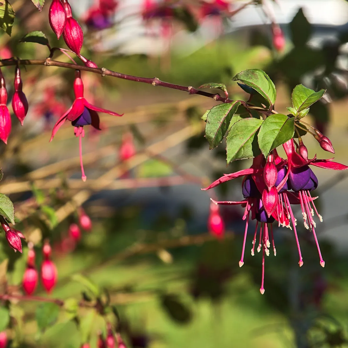 3 Fuchsias Riccartonii - Fleurs tout l'été sans effort