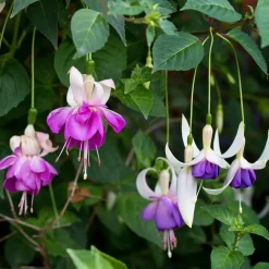3 Fuchsias résistants au gel Blue Sarah - Des fleurs jusqu'aux gelées