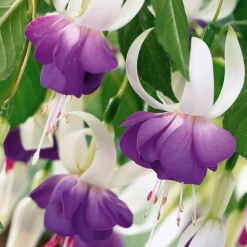 3 Fuchsias résistants au gel Blue Sarah - Des fleurs jusqu'aux gelées