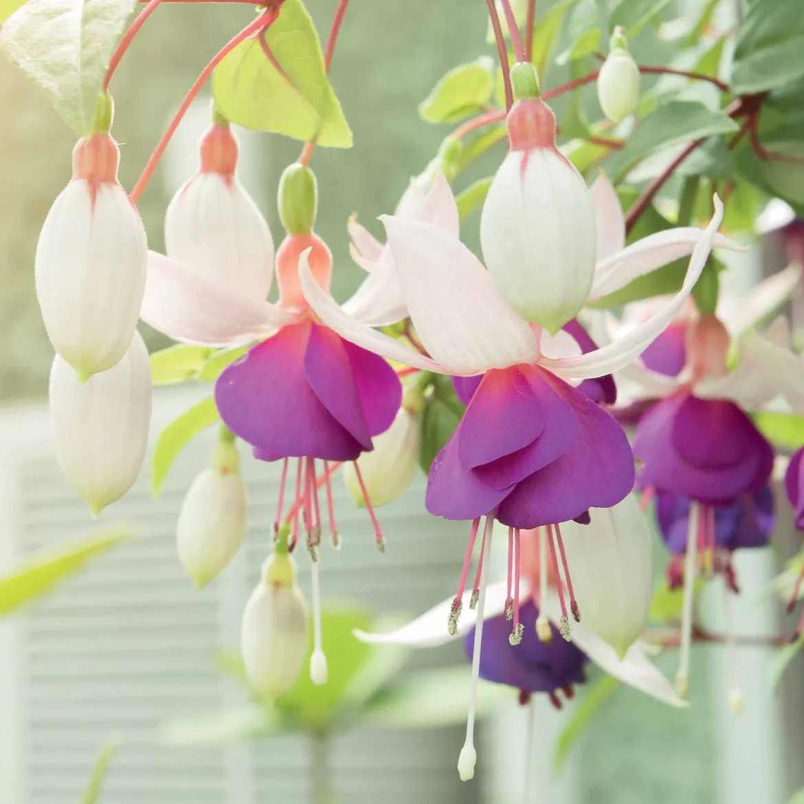 3 Fuchsias résistants au gel Blue Sarah - Des fleurs jusqu'aux gelées